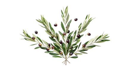 Olive Branches with Black Olives Illustration.