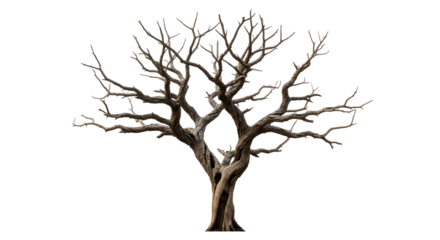 Dramatic bare tree silhouette with twisting branches, perfect for Halloween or spooky forest scenes