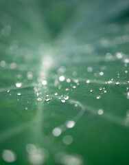 Close up of water drops on green leaf with shallow depth of field