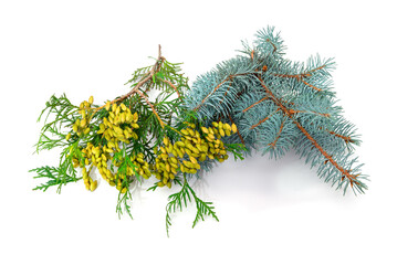 Cedar and spruce branches isolated on white background.