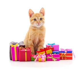 Cat with wrapped presents tied with ribbons isolated on white background.