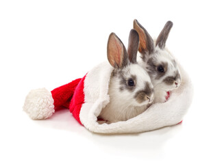 Cute two rabbits wearing Santa hat isolated on white background.