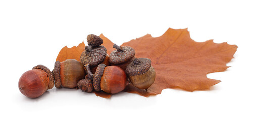 Autumn oak leaves with acorns on white background.