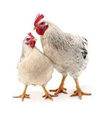 Rooster and hen stand together isolated on white background.