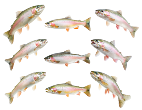 Set of colorful rainbow trout fish with spotted scales, fins and open mouth isolated on white transparent background