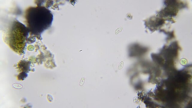 Unicellular microbes moving under bright field microscope at 400x magnification - Powered by Adobe