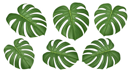 Set of Six Green Monstera Leaves Isolated on White Background.