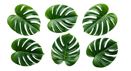 Set of Six Monstera Leaves Isolated on White Background 1.