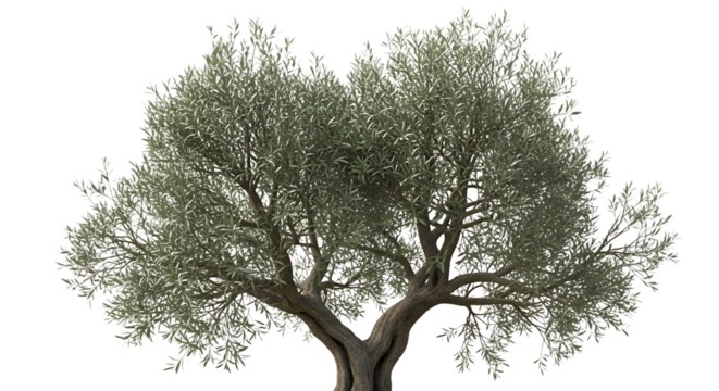 Olive tree with lush green leaves isolated on transparent background