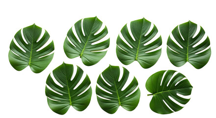 Seven Monstera Leaves on White Background.