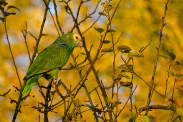 Yellow-headed Amazon parrot (Amazona oratrix) perched on a branch on the golden autumn leaves background