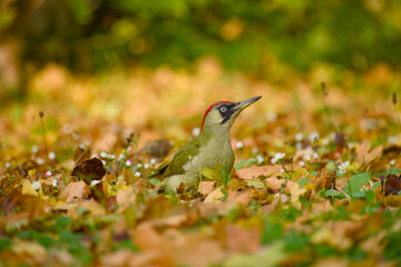 European green woodpecker (Picus viridis) standing on the ground among autumn leaves and tiny white flowers