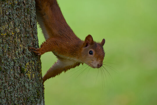 Curious red squirrel is peeking out from a tree close-up