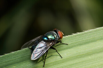 Extreme Macro Portrait of Metallic Green Blowfly on Leaf