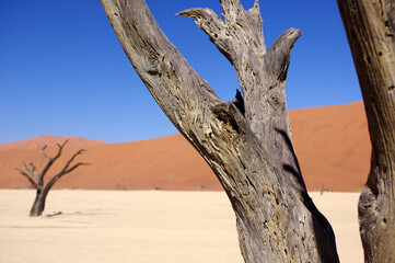 arbres Dead Vlei, Désert de Sossusvlei, Namibie