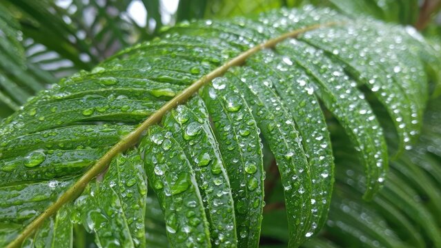 Close-up of a glossy green compound leaf with beads of water clinging to its surface. Concept Macro photography of a glossy green compound leaf, Beads of water on leaf surface