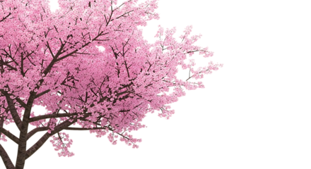 Cherry blossom tree with pink flowers isolated on transparent background