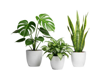 Pristine Monstera, variegated, Sansevieria houseplants in minimalist white pots with pebble, arranged on transparent background, bright studio light, commercial product display concept