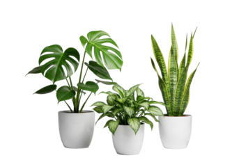 Pristine Monstera, variegated, Sansevieria houseplants in minimalist white pots with pebble, arranged on transparent background, bright studio light, commercial product display concept