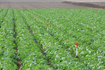Sprinkler Irrigation in Iceberg Lettuce Field