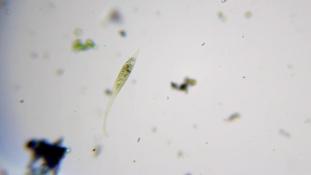 Dileptus protozoan moving under bright field microscope at 100x magnification