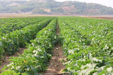 Zucchini Plants Growing in Cultivated Farm Rows