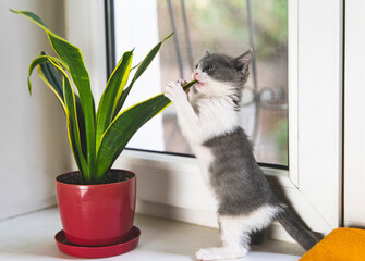 Curious kitten biting houseplant leaf on windowsill