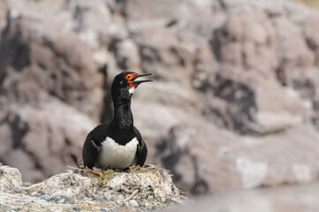 Fototapeta premium Cormorán roquero en nido