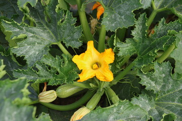 Young Zucchinis Blooming in Garden Field