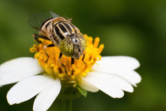 Banded Hoverfly Foraging on Flower, Extreme Macro Pollination