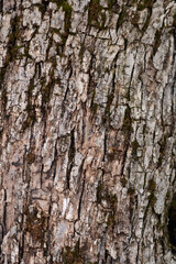 Obraz premium Common olive bark detail - Latin name - Olea europaea