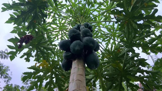 Papaya plantation. There are many large fresh papayas on the tree. Green papaya fruits on fruit trees. Papaya fruit, Central Java, Indonesia, Asia. 4K