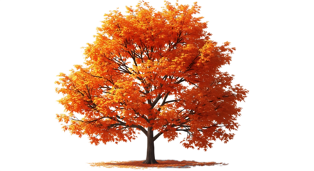 Maple tree with orange leaves isolated on transparent background in autumn