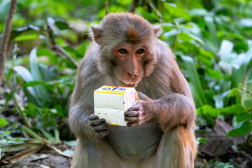 Urban macaques eating human food in Qianlingshan Park, Guiyang, China