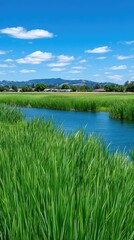 Vibrant Green Reeds Border A Calm Blue Waterway Under A Bright Summer Sky With Fluffy White Clouds And Distant Hills