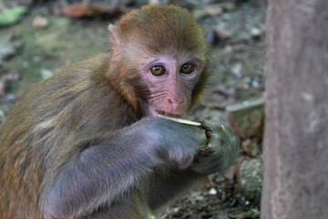 Fototapeta premium Urban macaques eating human food in Qianlingshan Park, Guiyang, China