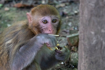 Obraz premium Urban macaques eating human food in Qianlingshan Park, Guiyang, China