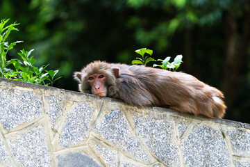 Urban macaques eating human food in Qianlingshan Park, Guiyang, China