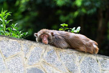 Urban macaques eating human food in Qianlingshan Park, Guiyang, China