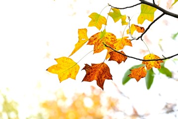 Tulip tree autumn leaves. Magnoliaceae deciduous tree. Orange tulip-shaped flowers bloom in early summer and the leaves turn beautiful yellow in autumn.