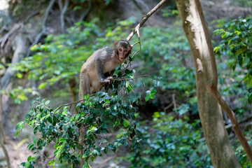Urban macaques scavenging for human food in Qianlingshan Park, Guiyang, China
