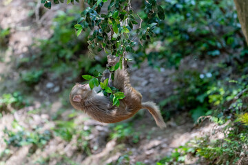 Urban macaques scavenging for human food in Qianlingshan Park, Guiyang, China