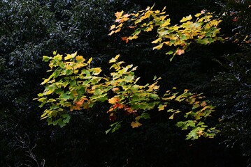 Tulip tree autumn leaves. Magnoliaceae deciduous tree. Orange tulip-shaped flowers bloom in early summer and the leaves turn beautiful yellow in autumn.