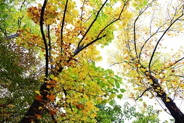 Tulip tree autumn leaves. Magnoliaceae deciduous tree. Orange tulip-shaped flowers bloom in early summer and the leaves turn beautiful yellow in autumn.