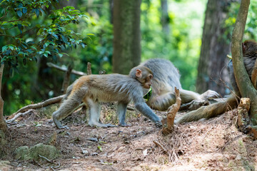 Urban macaques scavenging for human food in Qianlingshan Park, Guiyang, China