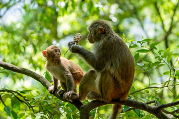 Urban macaques scavenging for human food in Qianlingshan Park, Guiyang, China