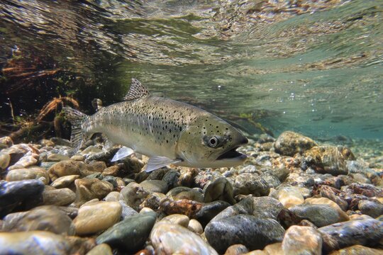 Smolt: Underwater Chinook Salmon in Spring River Habitat