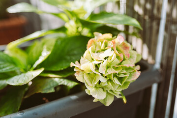 garden hydrangea with flower stalk