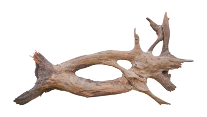 Isolated Dried Snag or Driftwood tree bark 