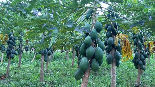 Papaya plantation. There are many large fresh papayas on the tree. Green papaya fruits on fruit trees. Papaya fruit, Central Java, Indonesia, Asia. 4K